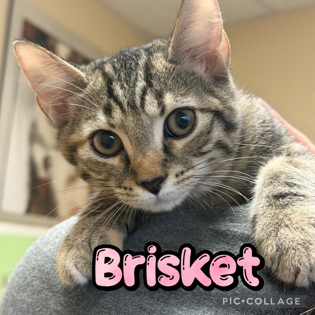 Enlarge Brisket, a Adoptable mixed breed in Fort Oglethorpe, GA image 2/4