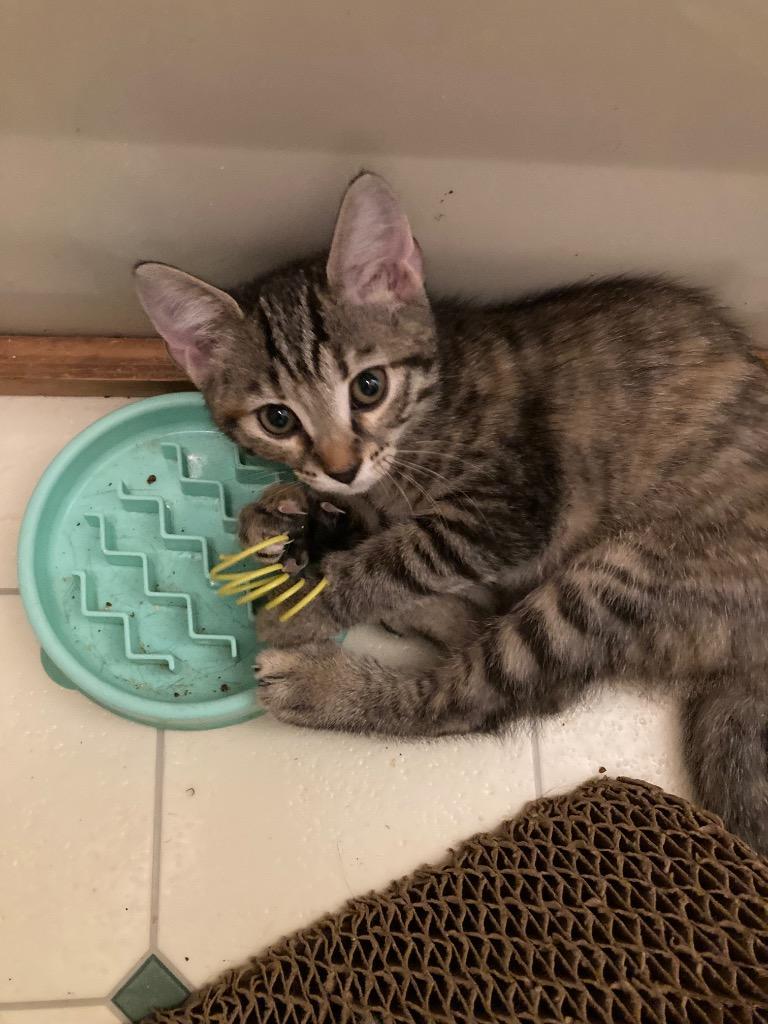 Brisket, Adoptable, Kitten Female Domestic Short Hair.