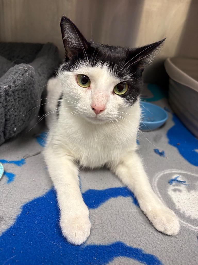 Enlarge Fable / AC 27556 C, a Adoptable mixed breed in Greeneville, TN image 1/1