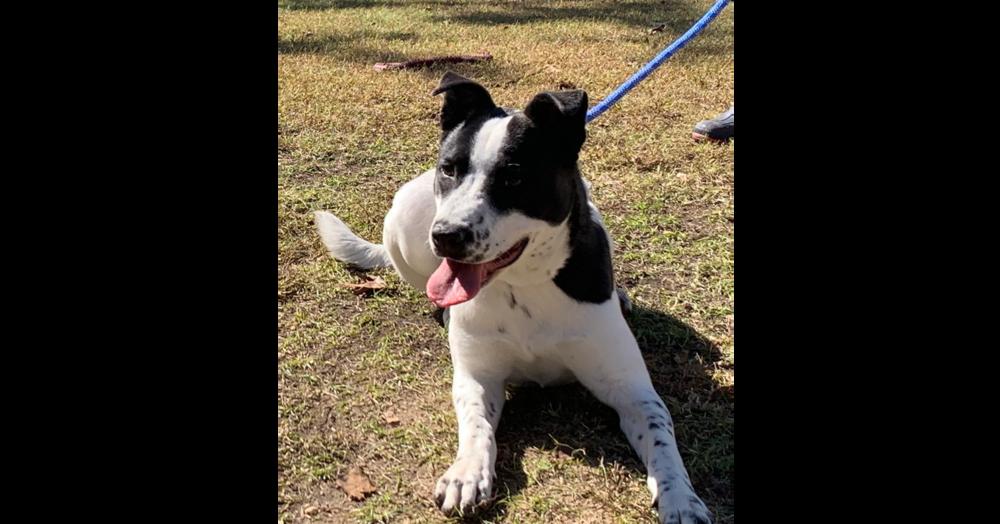 Cosmo, a Adoptable mixed breed in Naperville, IL image 2/6