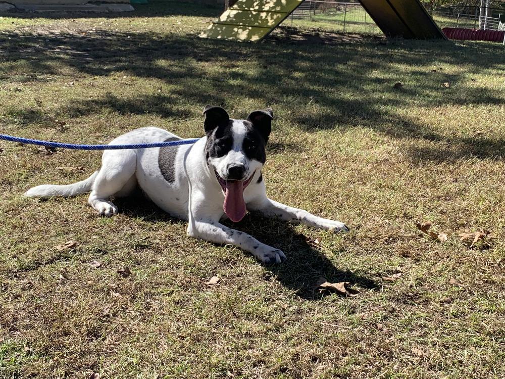 Cosmo, a Adoptable mixed breed in Naperville, IL image 3/6