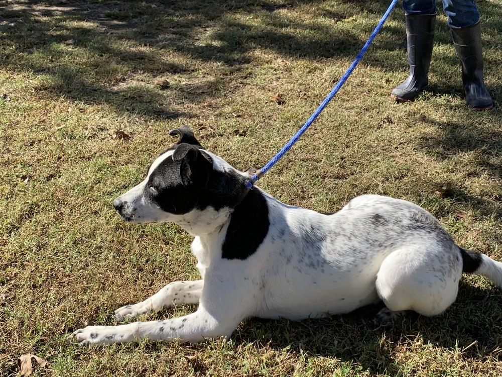 Cosmo, a Adoptable mixed breed in Naperville, IL image 6/6