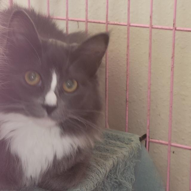 Fluffer/Nutter, adopted, Young Female Domestic Long Hair.