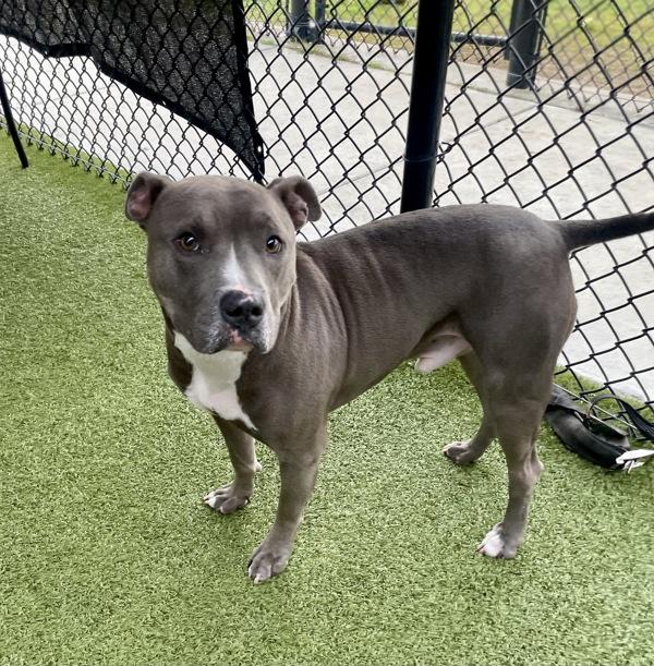 Dracula, Adoptable, Adult Male Terrier.