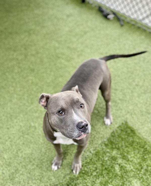 Enlarge Dracula, a Adoptable mixed breed in Lafayette, LA image 2/6