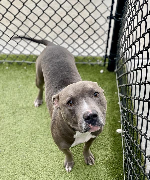 Enlarge Dracula, a Adoptable mixed breed in Lafayette, LA image 3/6