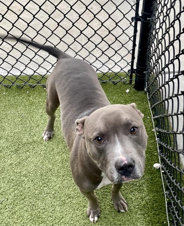 Enlarge Dracula, a Adoptable mixed breed in Lafayette, LA image 4/6