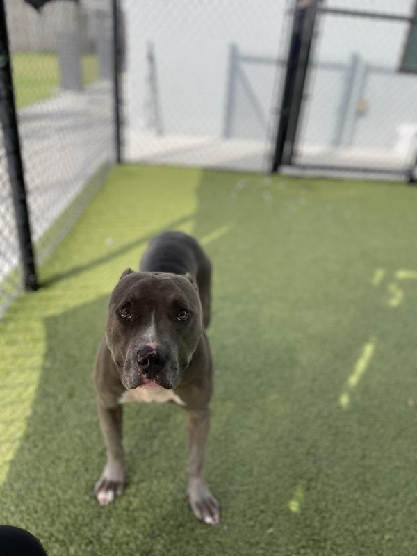 Enlarge Dracula, a Adoptable mixed breed in Lafayette, LA image 5/6