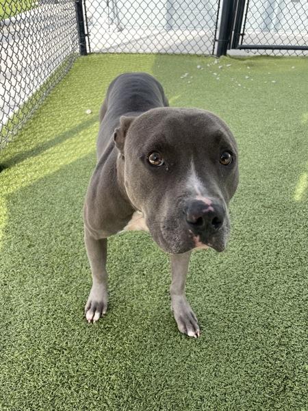 Enlarge Dracula, a Adoptable mixed breed in Lafayette, LA image 6/6