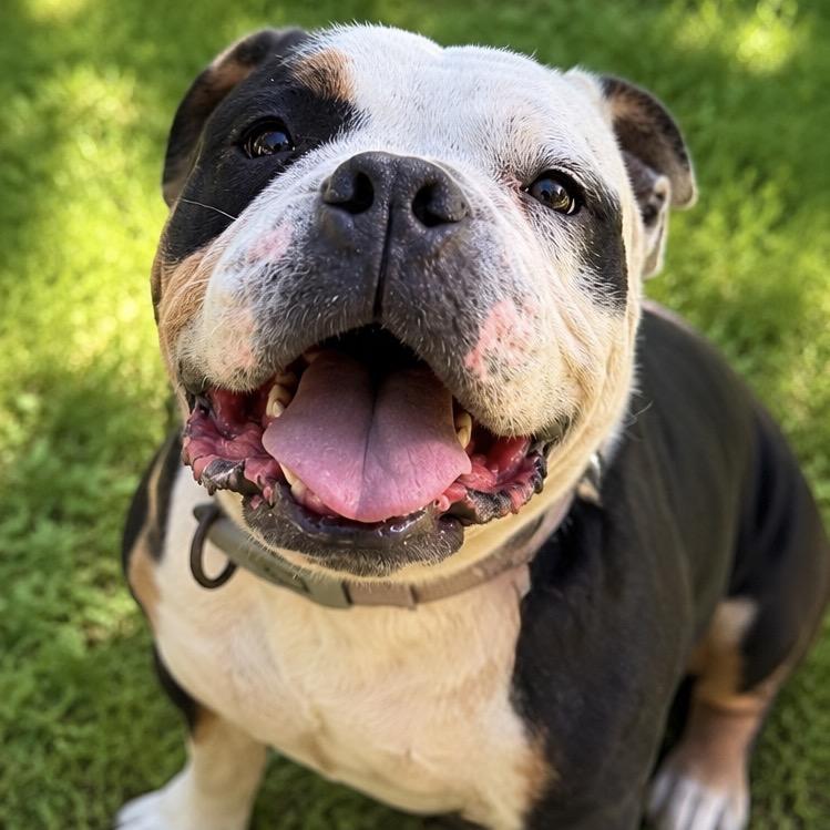 Turtle, a Adoptable mixed breed in Lee's Summit, MO image 1/3