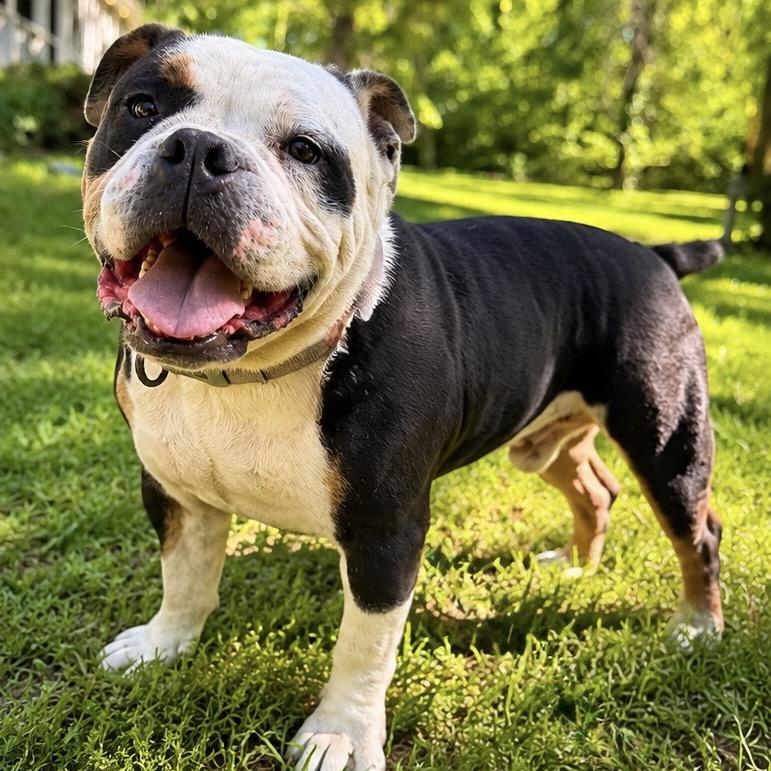 Turtle, a Adoptable mixed breed in Lee's Summit, MO image 2/3