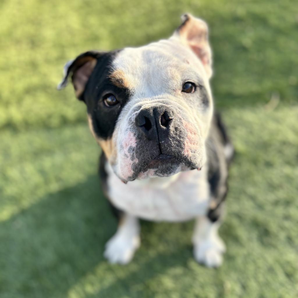 Turtle, a Adoptable mixed breed in Lee's Summit, MO image 3/3