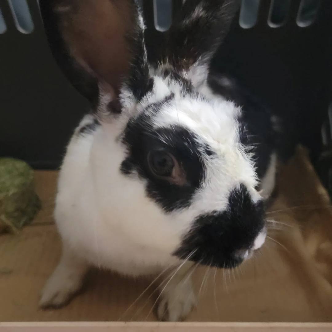 Anna, Adopted, Adult Female Bunny Rabbit & Havana.