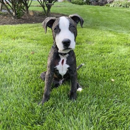 Astro, Adoptable, Puppy Male Terrier & Mixed Breed.