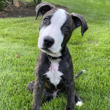 Enlarge Astro, a Adoptable mixed breed in Elk Grove Village, IL image 2/3