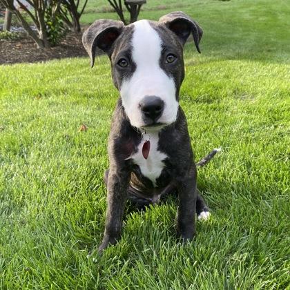 Enlarge Astro, a Adoptable mixed breed in Elk Grove Village, IL image 3/3