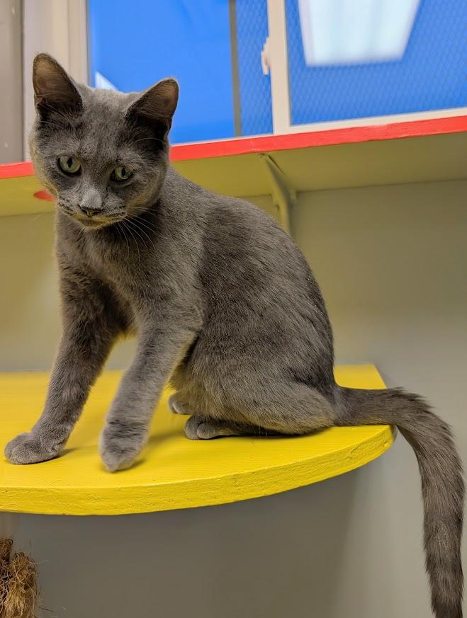 Enlarge Stormie, an adopted Domestic Short Hair in Waupun, WI image 3/4