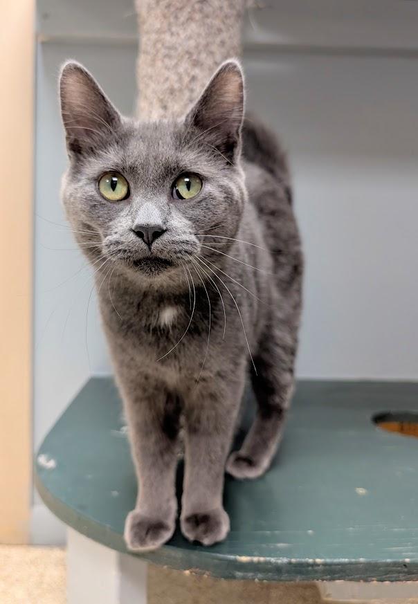 Enlarge Stormie, an adopted Domestic Short Hair in Waupun, WI image 2/4