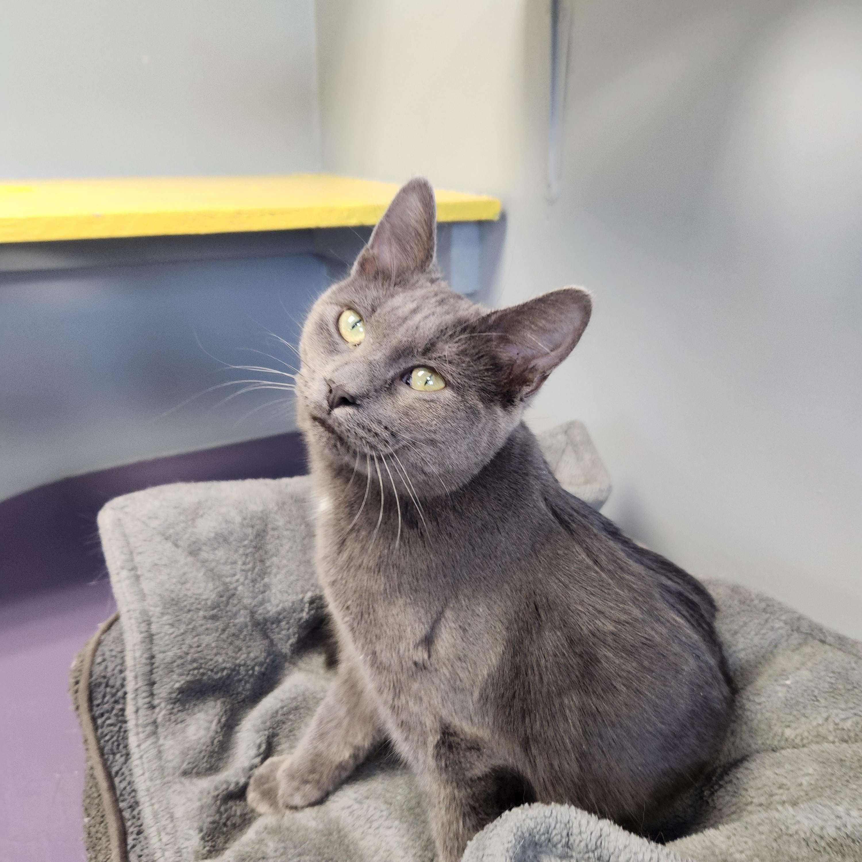 Enlarge Stormie, an adopted Domestic Short Hair in Waupun, WI image 4/4