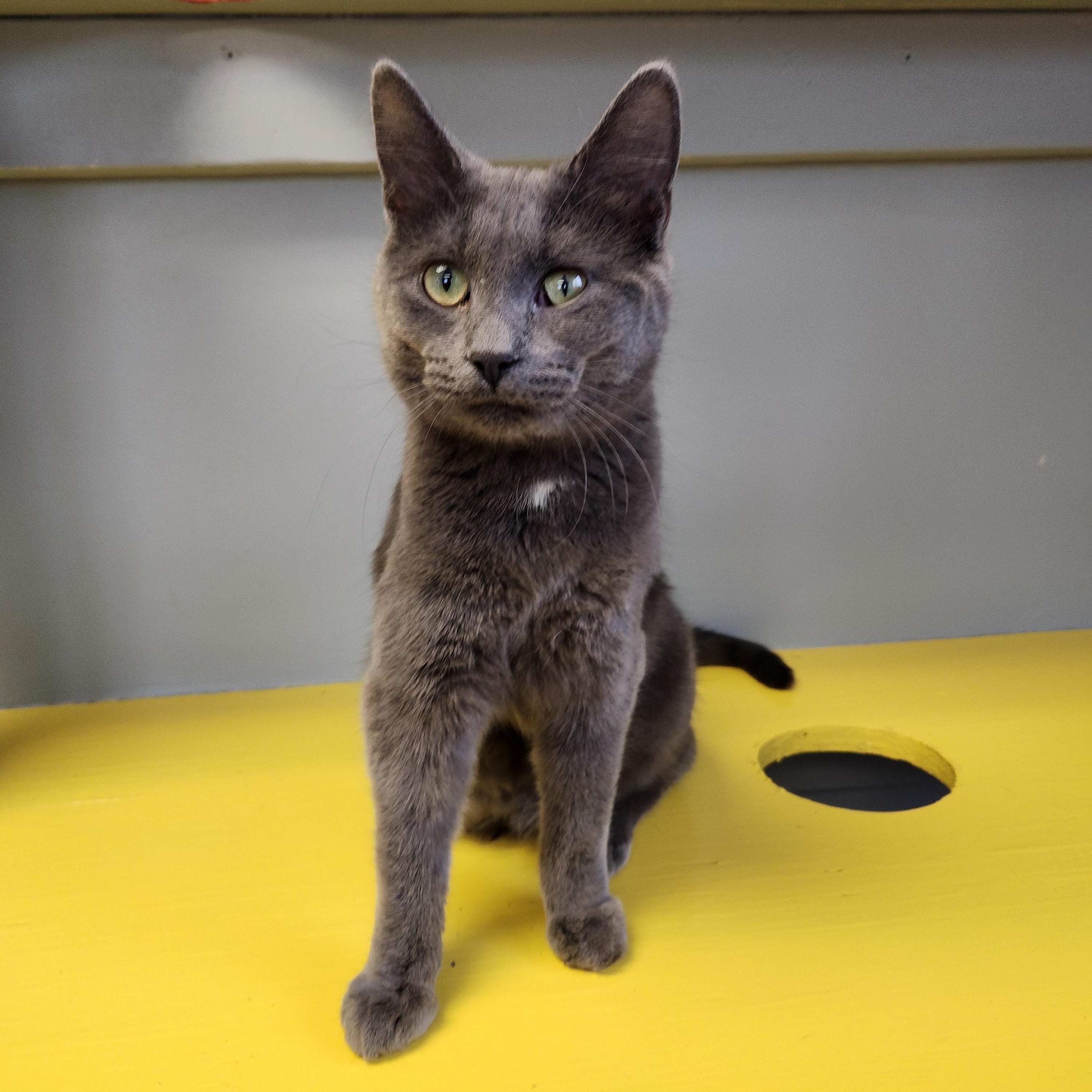 Enlarge Stormie, an adopted Domestic Short Hair in Waupun, WI image 1/4