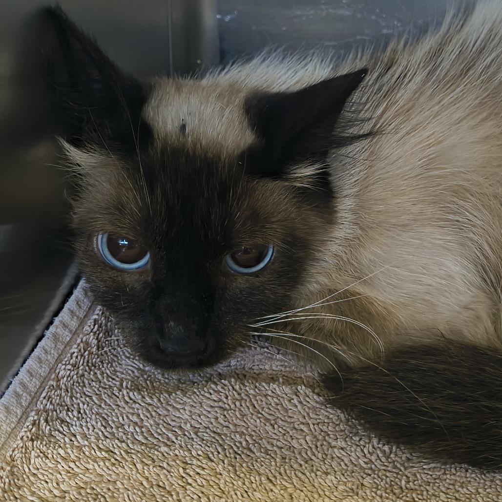 Catastrophie, Adoptable, Adult Female Domestic Long Hair.