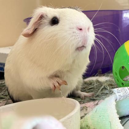 Alberto, Adoptable, Adult Male Guinea Pig & Guinea Pig.