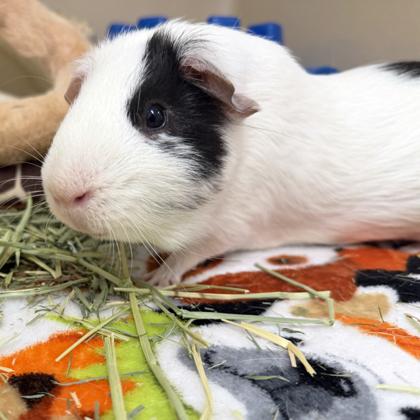 Alberto, Adoptable, Adult Male Guinea Pig & Guinea Pig.
