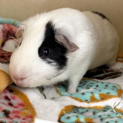 Enlarge Alberto, a Adoptable mixed breed in Voorhees, NJ image 1/2