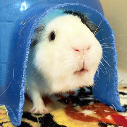 Enlarge Alberto, a Adoptable mixed breed in Voorhees, NJ image 2/3