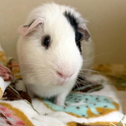 Enlarge Alberto, a Adoptable mixed breed in Voorhees, NJ image 2/2