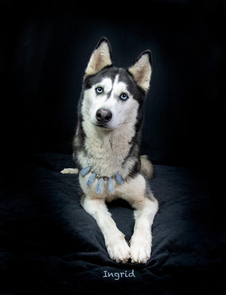 Enlarge Ingrid, a Adoptable Husky in Hot Springs Village, AR image 1/3