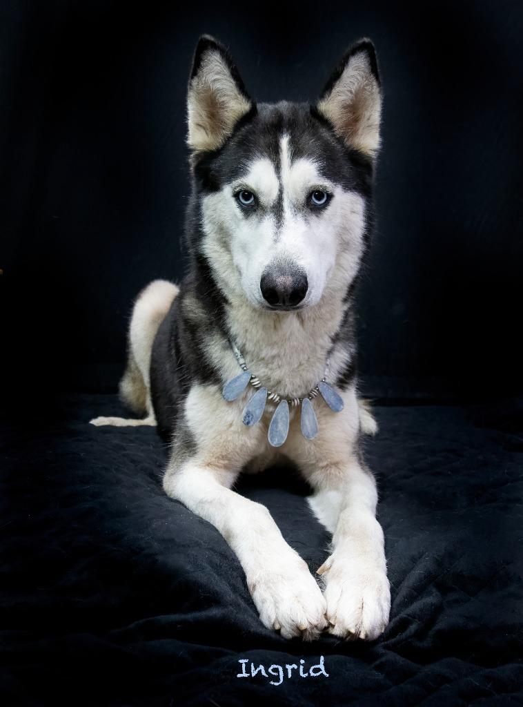 Enlarge Ingrid, a Adoptable Husky in Hot Springs Village, AR image 2/3