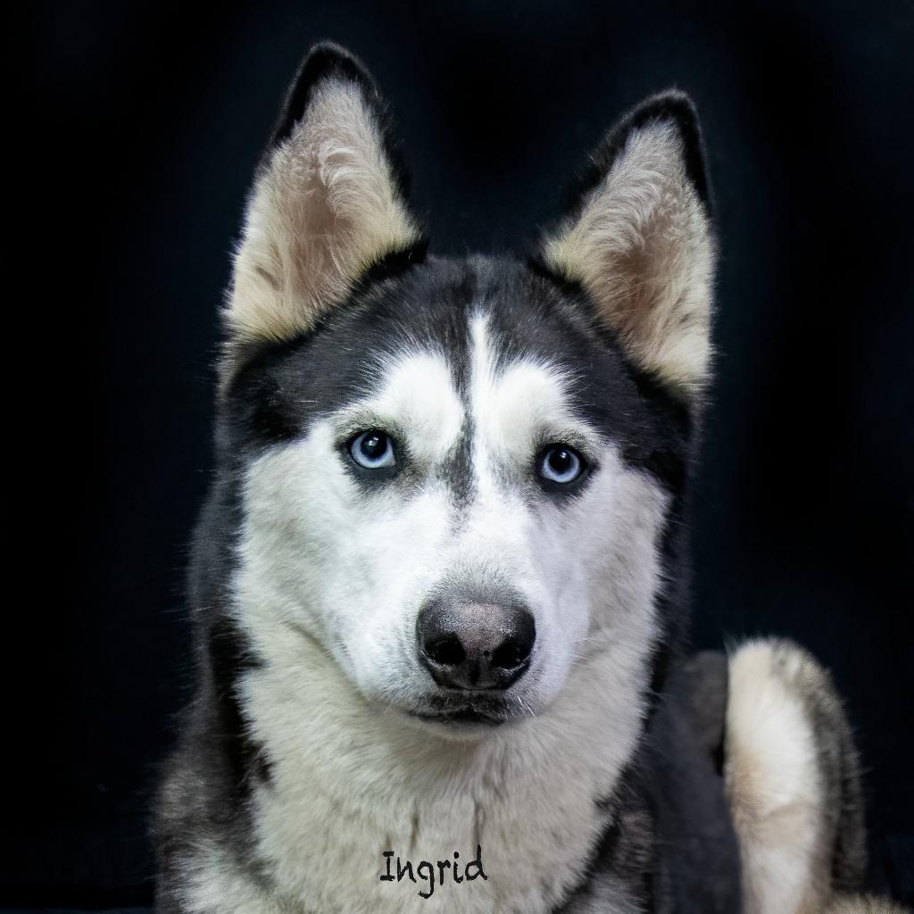 Enlarge Ingrid, a Adoptable Husky in Hot Springs Village, AR image 3/3