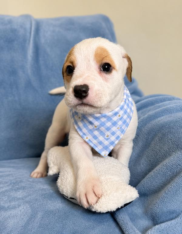 Colby Jack, Adoptable, Puppy Female Labrador Retriever.