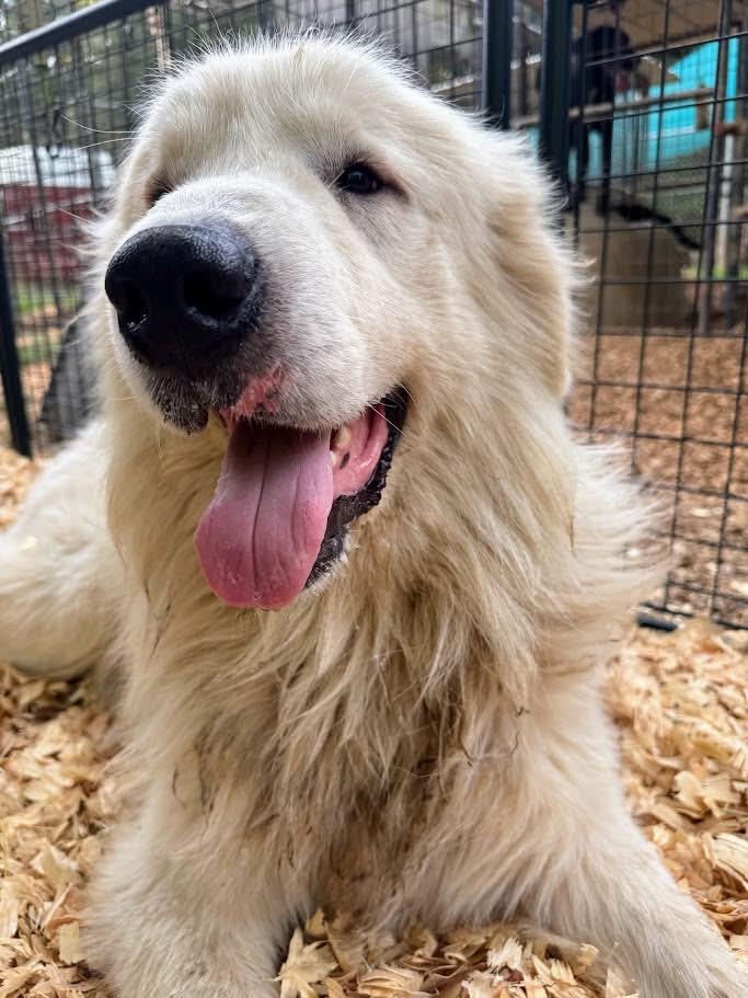 GRIZZLY — thumbnail 4