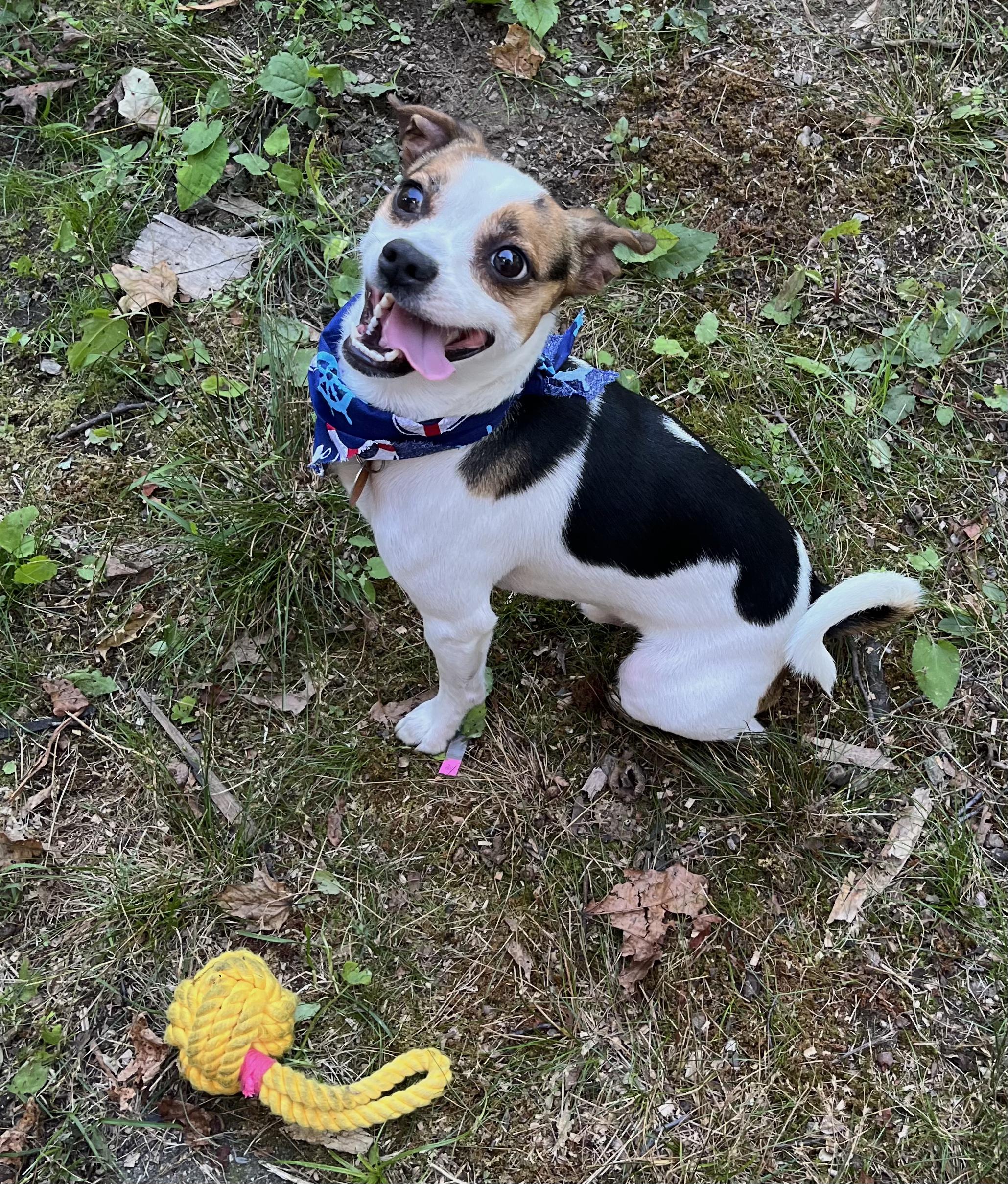 Enlarge Toby Kenobi, a Adoptable mixed breed in New York, NY image 4/6