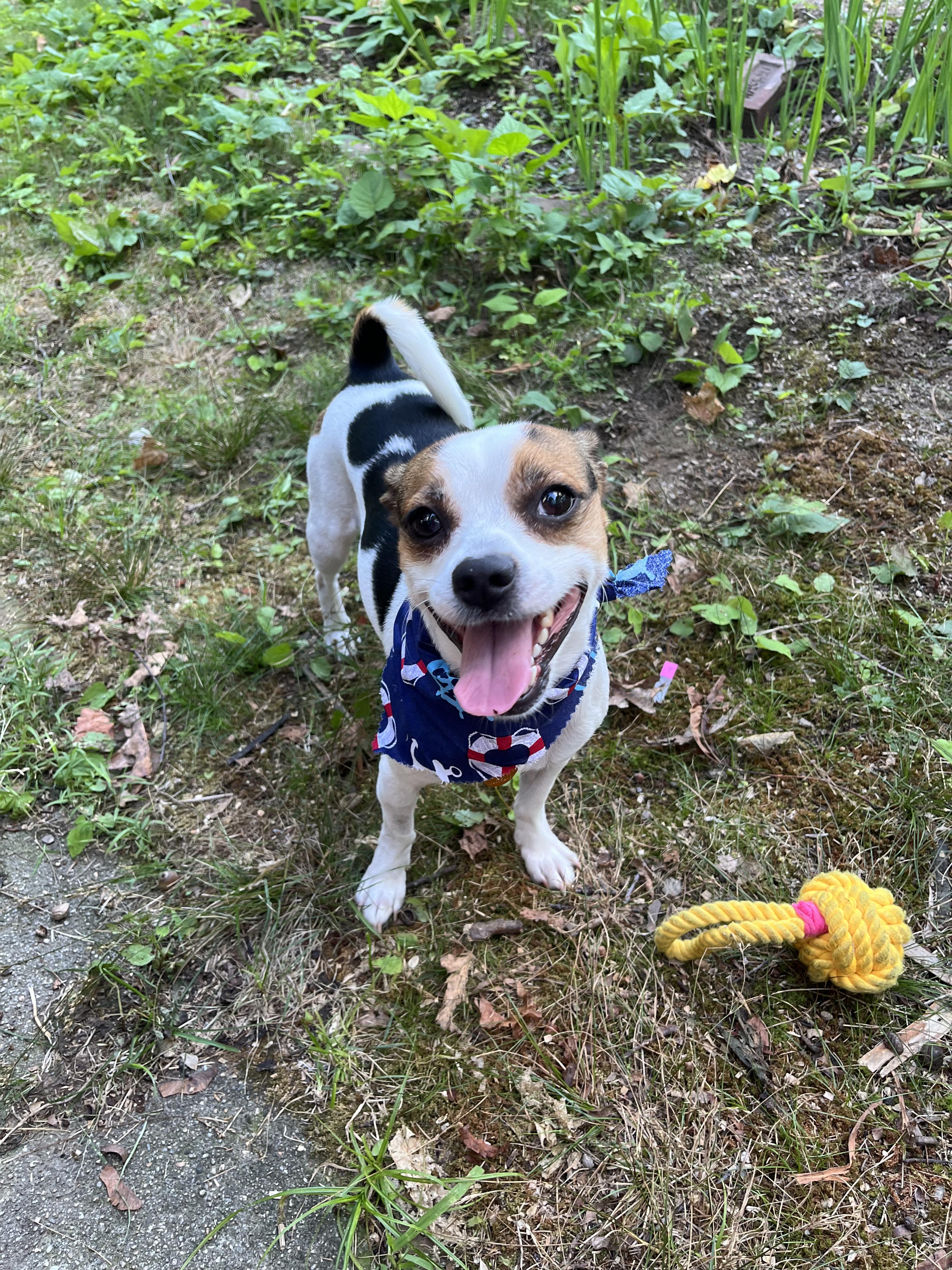 Enlarge Toby Kenobi, a Adoptable mixed breed in New York, NY image 2/6