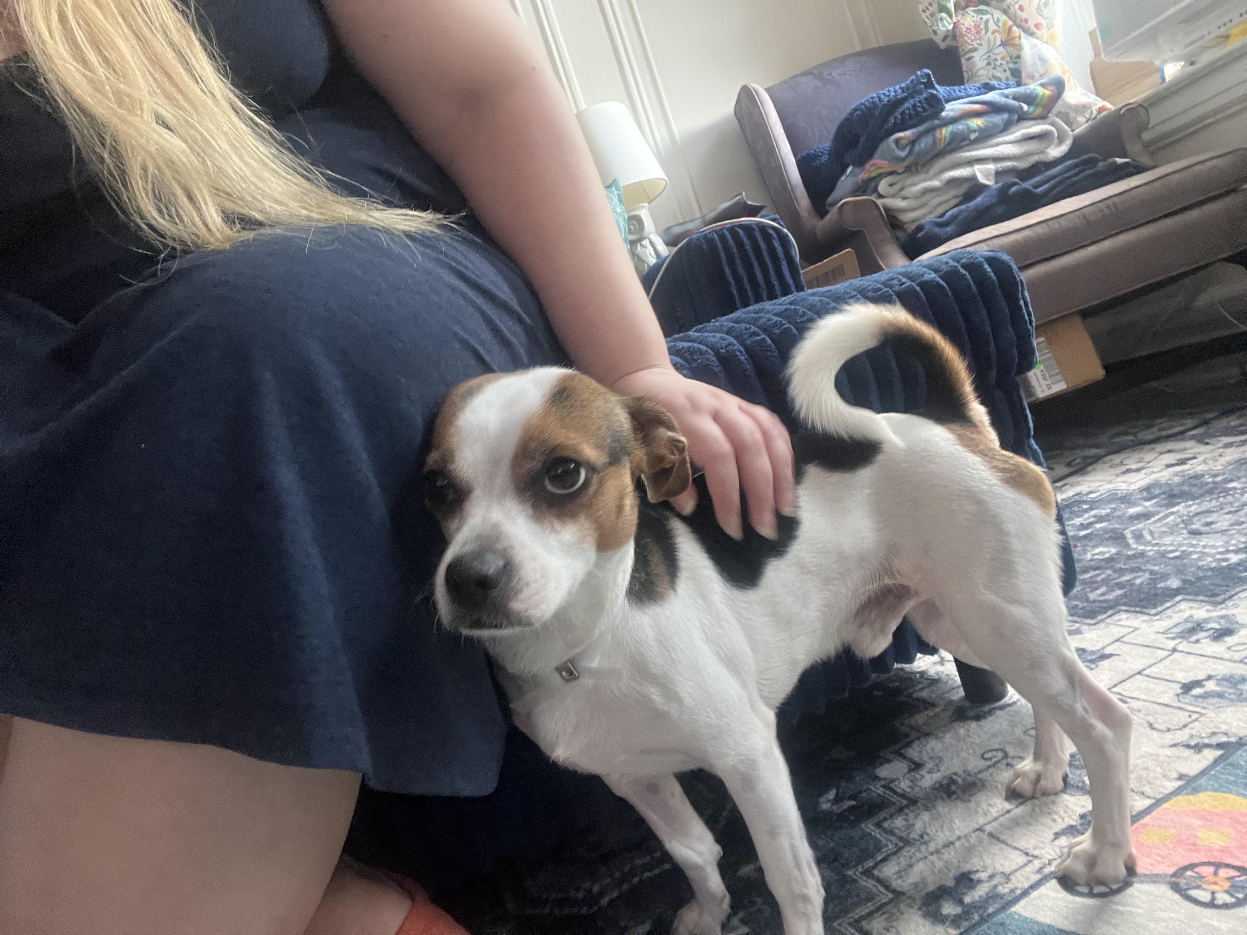 Enlarge Toby Kenobi, a Adoptable mixed breed in New York, NY image 5/6