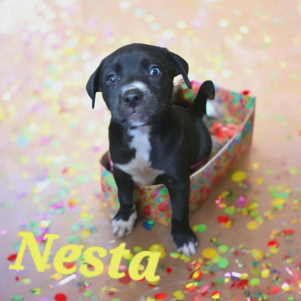 Nesta, Adoptable, Puppy Female Labrador Retriever.