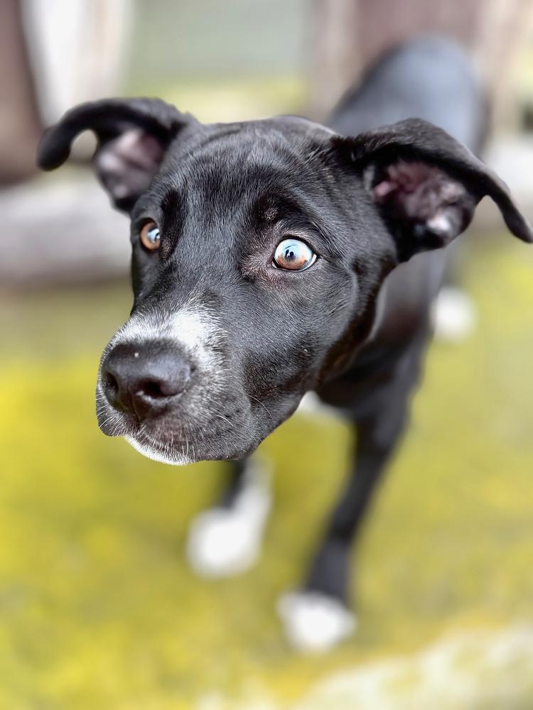 Nesta, Adoptable, Puppy Female Labrador Retriever.