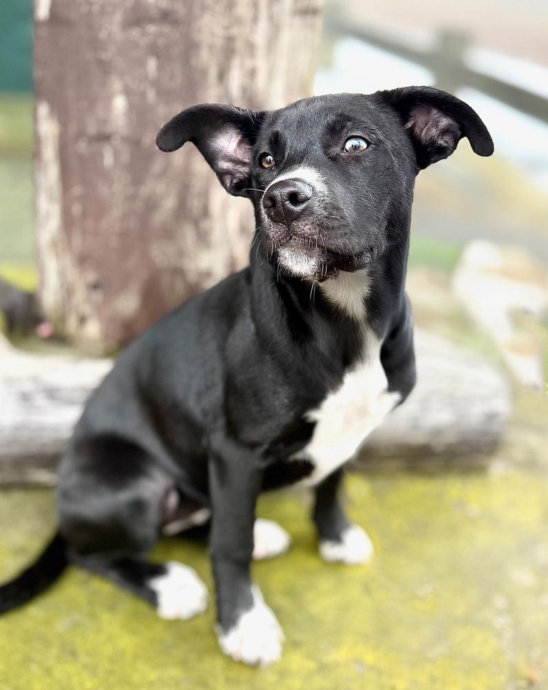 Enlarge Nesta, a Adoptable mixed breed in Wolcott, CT image 2/6