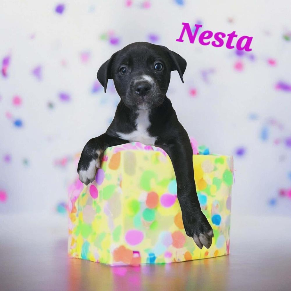 Enlarge Nesta, a Adoptable mixed breed in Wolcott, CT image 2/3