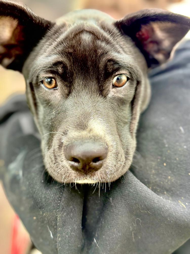 Enlarge Nesta, a Adoptable mixed breed in Wolcott, CT image 3/6