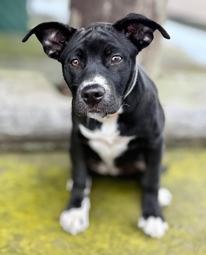 Enlarge Nesta, a Adoptable mixed breed in Wolcott, CT image 4/6