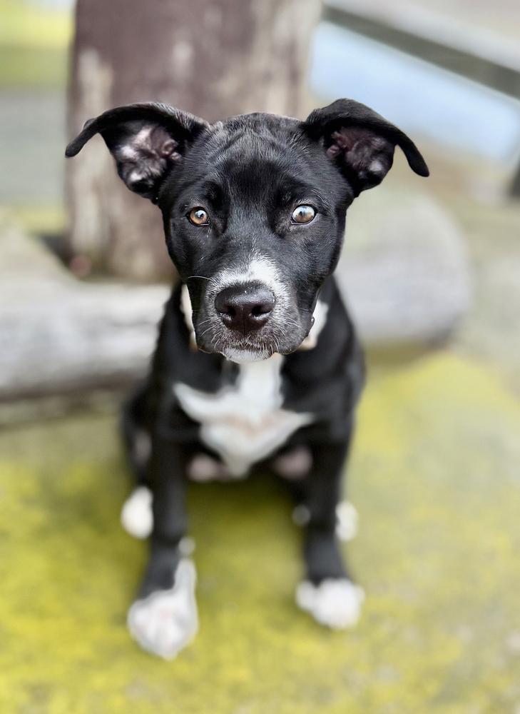 Enlarge Nesta, a Adoptable mixed breed in Wolcott, CT image 5/6