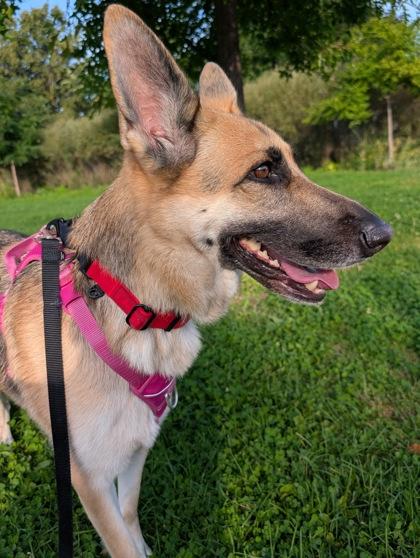 Enlarge Noťmie, a Adoptable mixed breed in Montreal, QC image 1/3