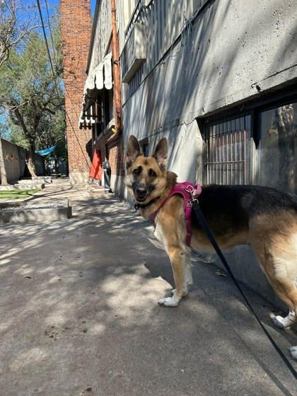 Enlarge Noťmie, a Adoptable mixed breed in Montreal, QC image 2/3