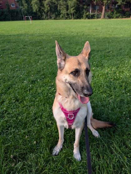 Enlarge Noťmie, a Adoptable mixed breed in Montreal, QC image 3/3