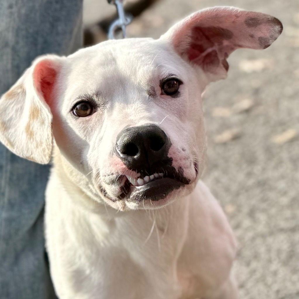 Finn, Adoptable, Young Male Terrier & Terrier.