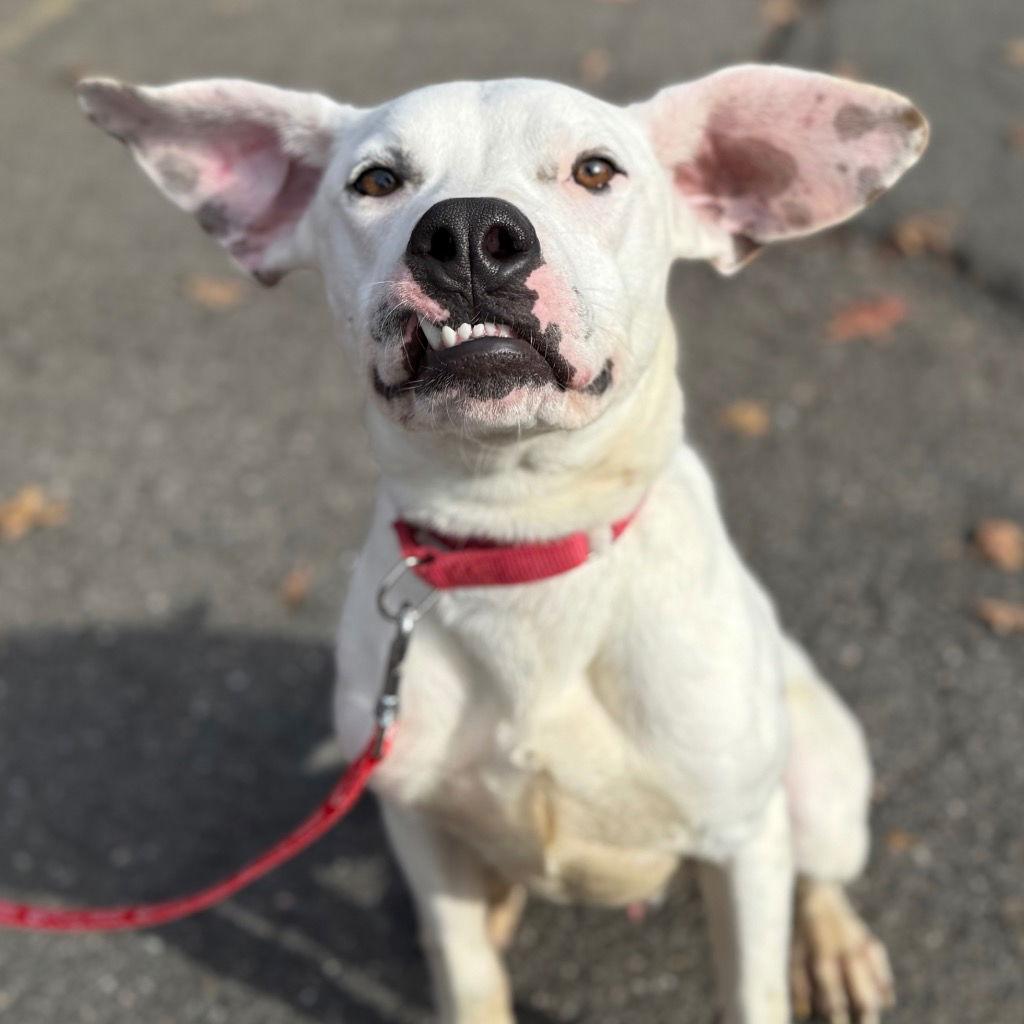 Enlarge Finn, a Adoptable mixed breed in Bloomfield, CT image 2/3